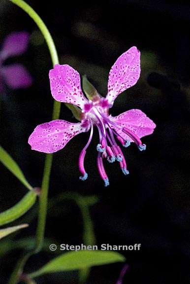 clarkia rhomboidea 1 graphic